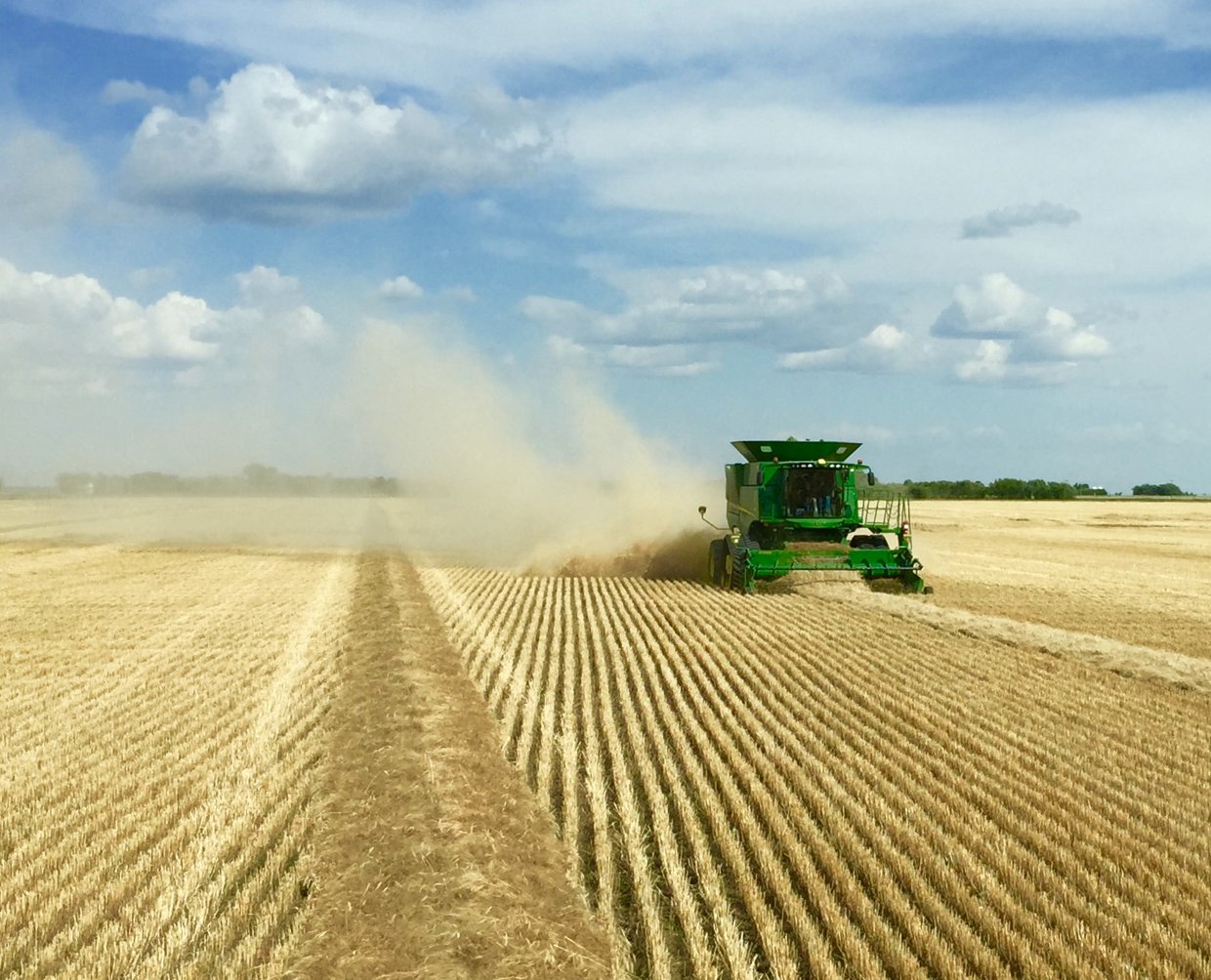 Combine harvesting a wheat field